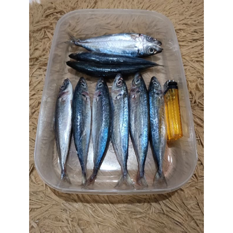 

ikan layang kiloan