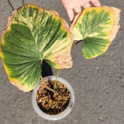 homalomena rubescens varigata 2 daun pancing 1 tunas