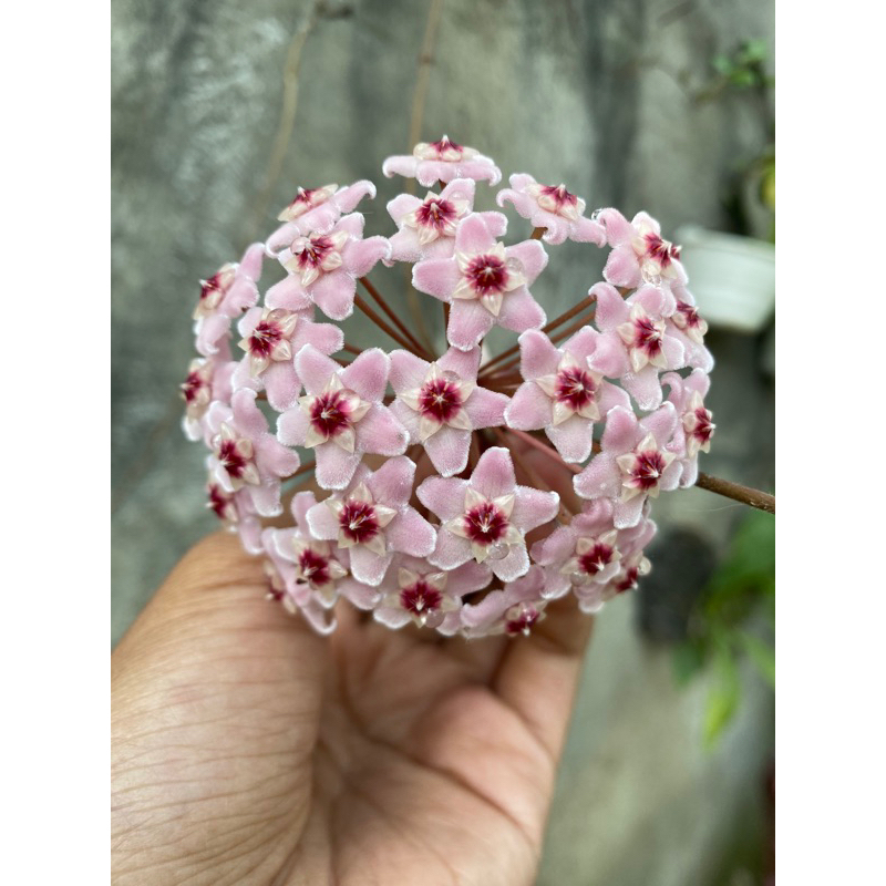 hoya carnosa