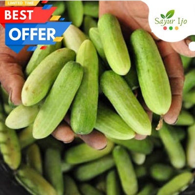 

Timun Lalap Kecil 1 KG Fresh Baby Cucumber Lalapan Sayur Hijau Segar