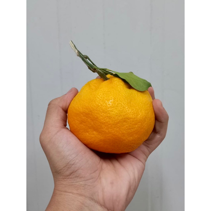 

JERUK DEKOPON PAPAGAN IMPOR IMPORT 1KG [HARVEST LINE]