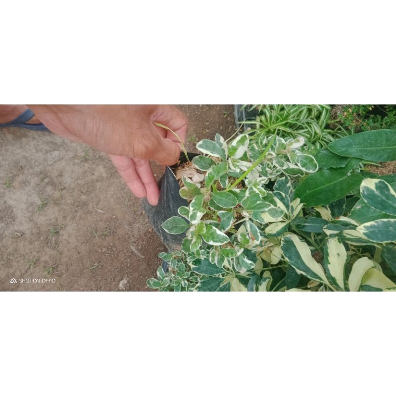 Tanaman Hias Bahan Taman utdoor - Jenis Bunga Krokot | Godong Jawi