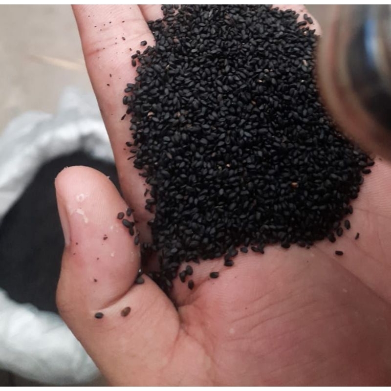 

biji selasih premium 25kg
