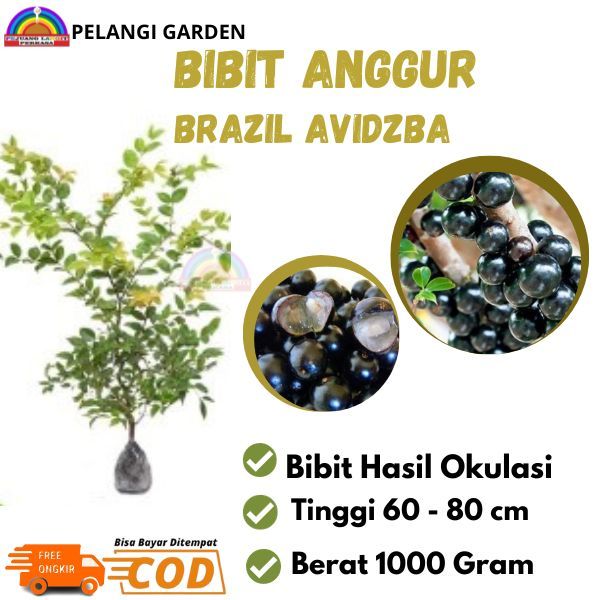 Bibit Anggur Brazil Okulasi, Pohon  Anggur Brazil Unggul, Bibit Anggur Brazil Unggulan