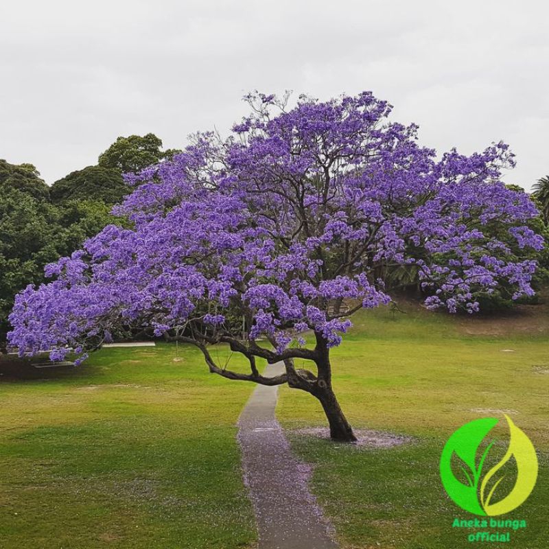 Pohon tabebuya bunga ungu / tanaman hias tabebuya bunga ungu / bunga tabebuya
