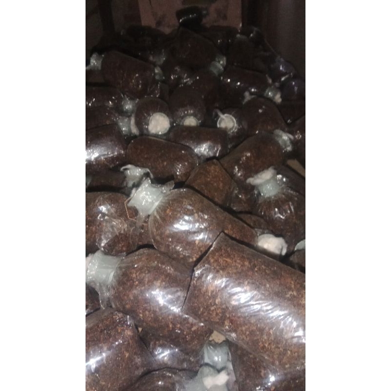 BIG SALE BIBIT JAMUR MERANG PUTIH ISI 25 LONG