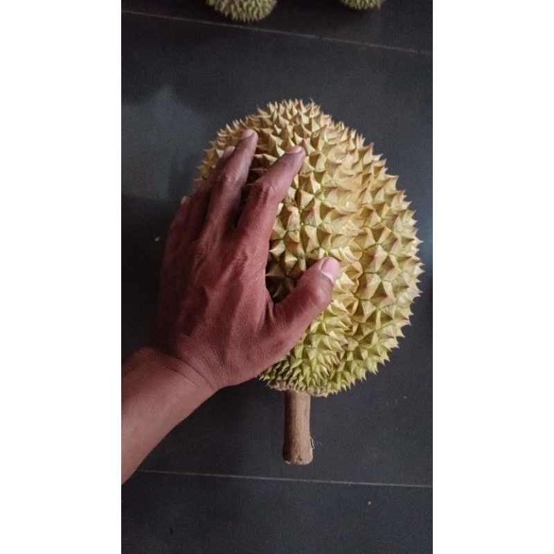 

durian KASIMIN