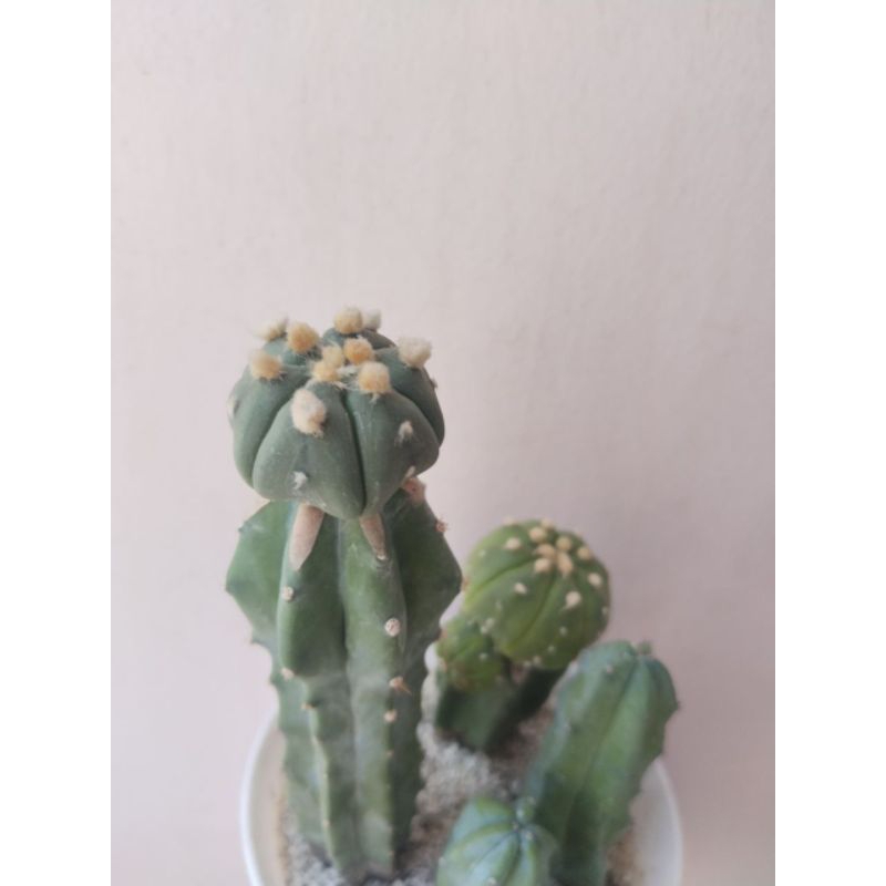 Astrophytum dots besar & beranak