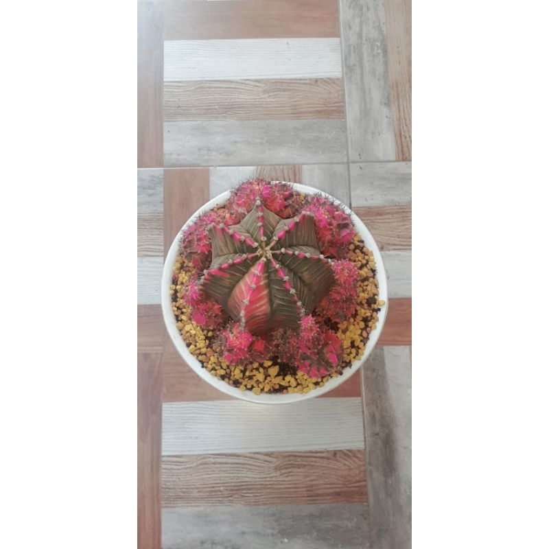 Kaktus Gymno Starfire (Cluster Premium)