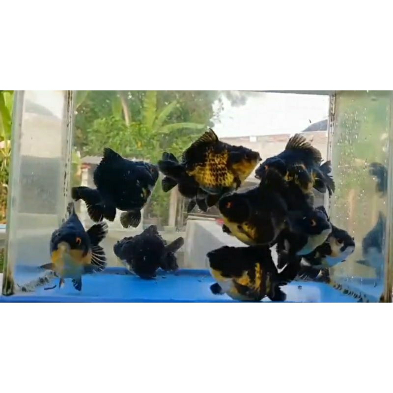 Oranda Black ost