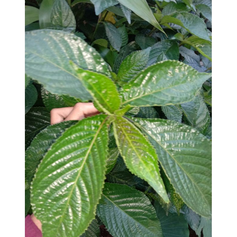 

DAUN/KEJI BELING/MURAH/1kg