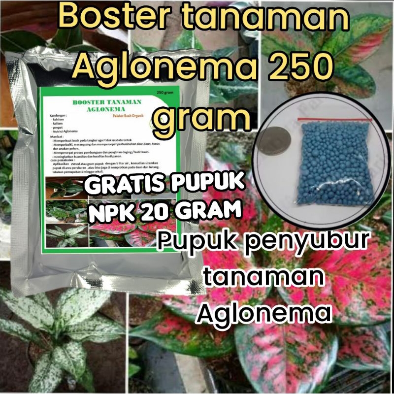 Pupuk  Aglonema Tanaman Hias Organik Multimikroba Terbaik Penumbuh Daun dan Bunga  Mempercepat Tumbu
