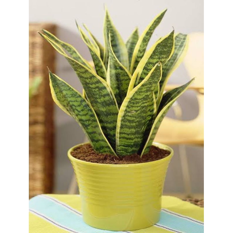 Sansevieria Futura Superba