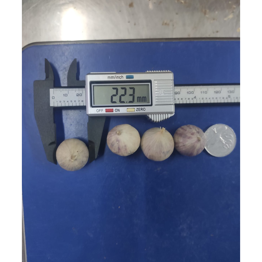 

Stock Banyak Bawang Putih Tunggal Lanang Besar 1KG