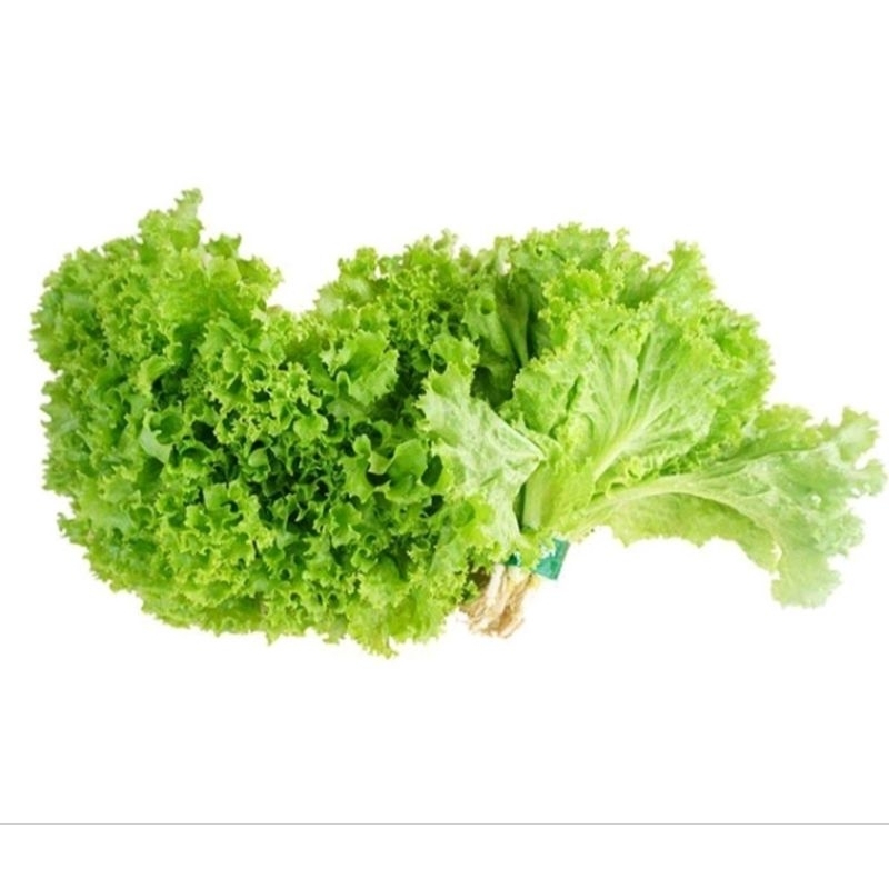 

Daun Selada Keriting 150gr