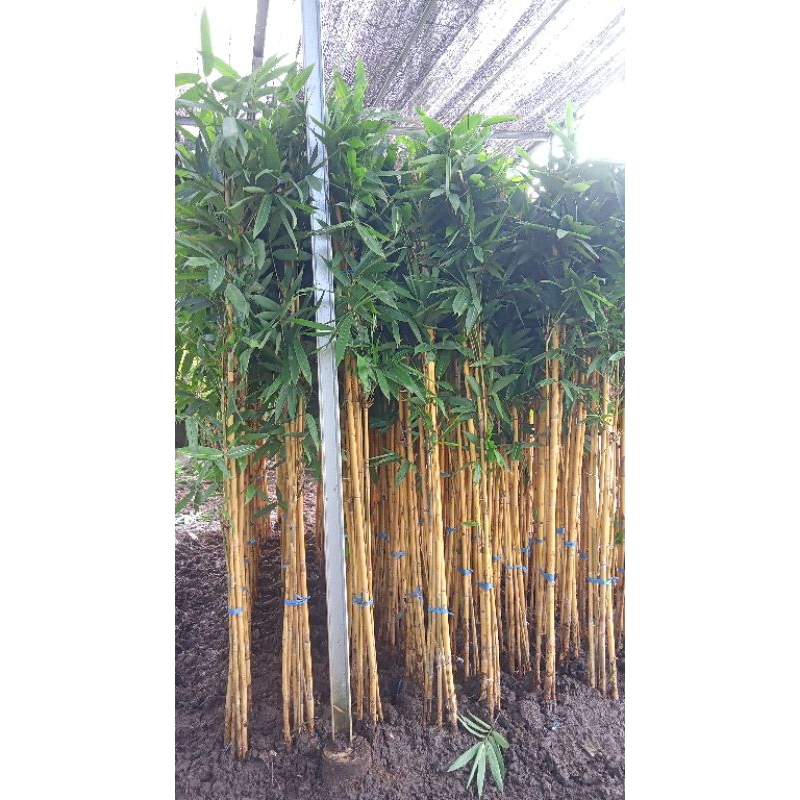 Bambu kuning, bambu panda, bambu kuning 2 meter