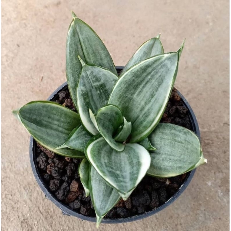 Sansevieria silver frost
