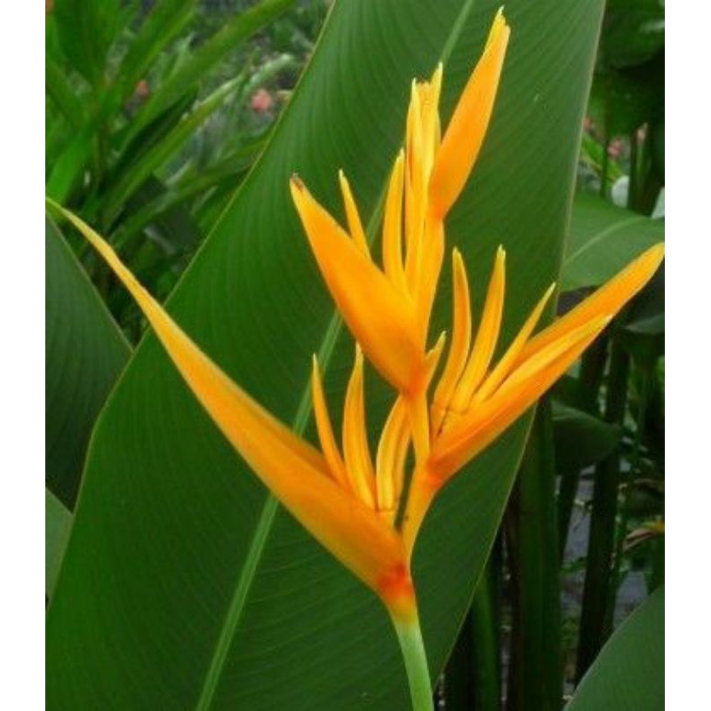 (1M) Tanaman Hias Heliconia Golden (Tanaman Bunga Heliconia Yellow)