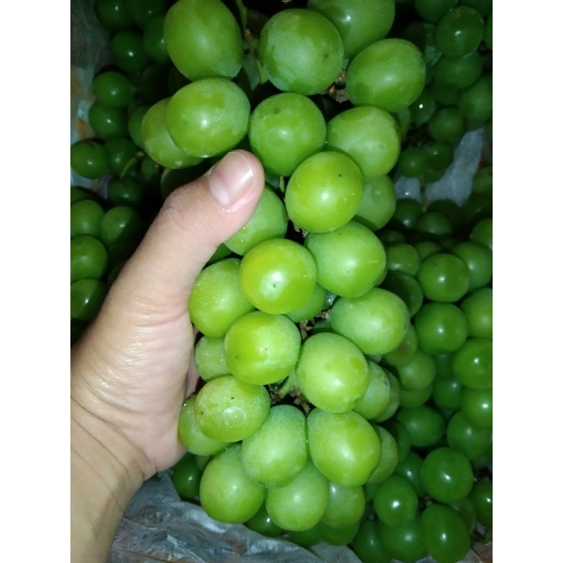 

anggur hijau shine muscat