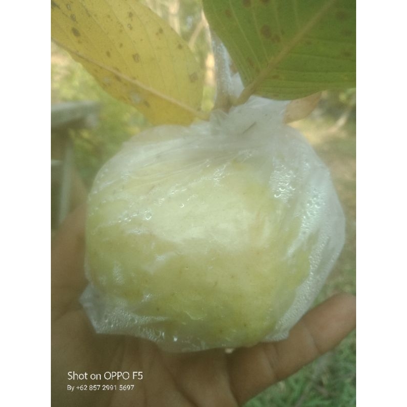 

buah jambu kristal unggul dan murah, buah jambu murah, buah jambu renyah, buah jambu pilihan