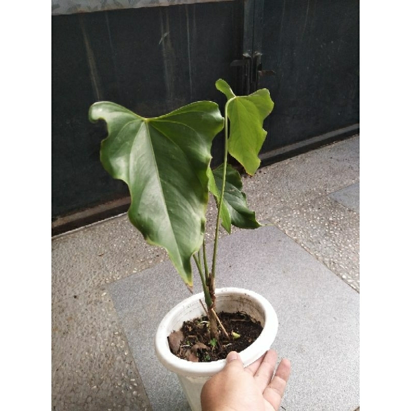 Anthurium  bunga X Delta force