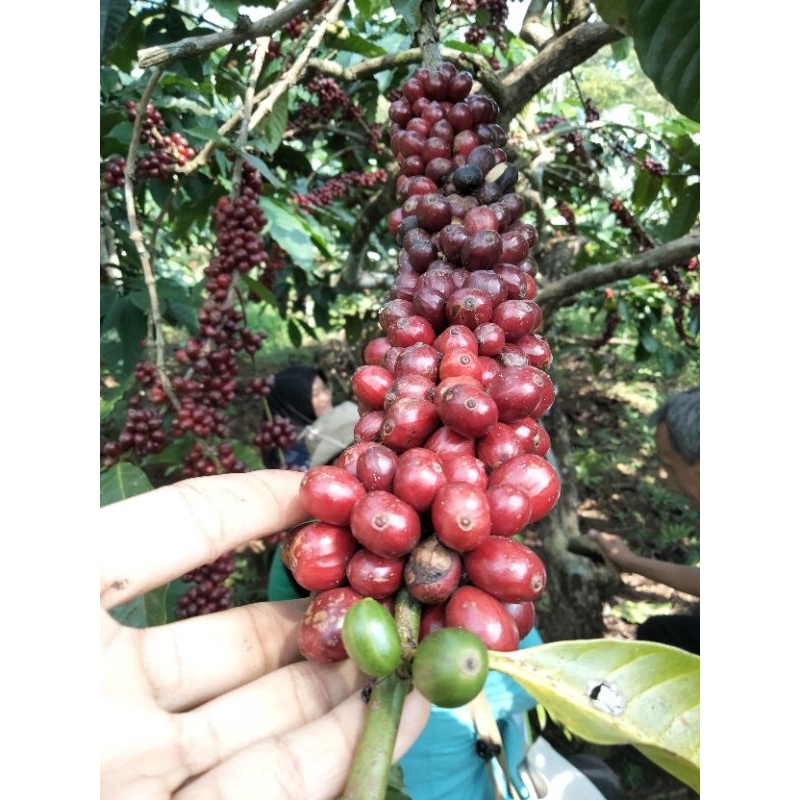 

KopiRobustaOrganik(greenbean/mentah)