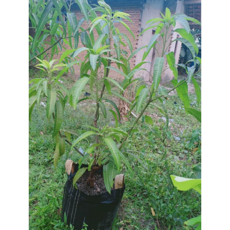 Bibit mangga Yuwen 6 original cangkok susu besar rimbun