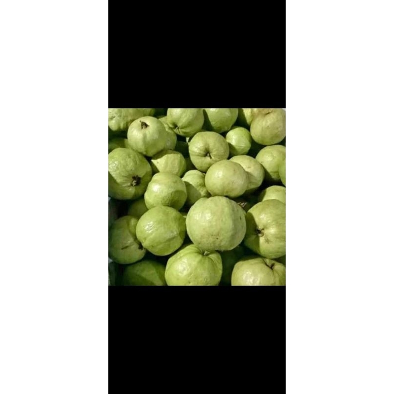 

1kg buah Jambu Kristal Segar