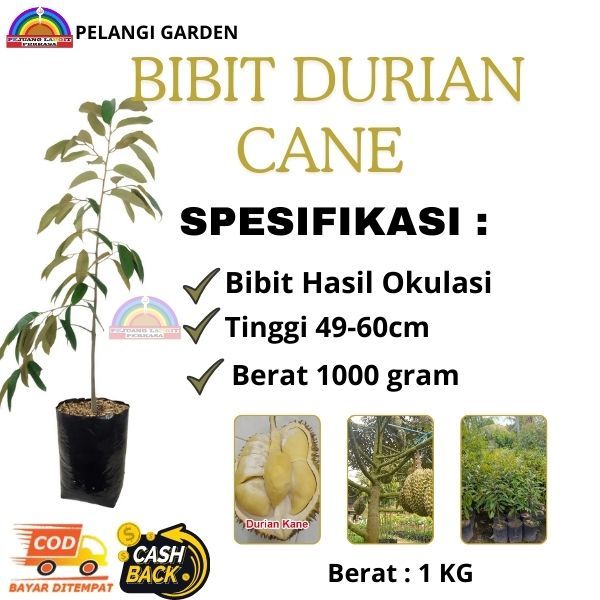 Bibit Durian Cepat Berbuah, Bibit Durian Unggul, Bibit Durian Unggulan