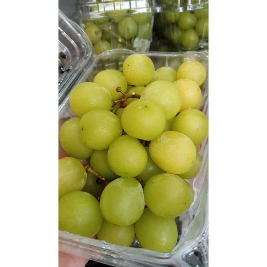 

anggur sultan shine muscat tanpa biji