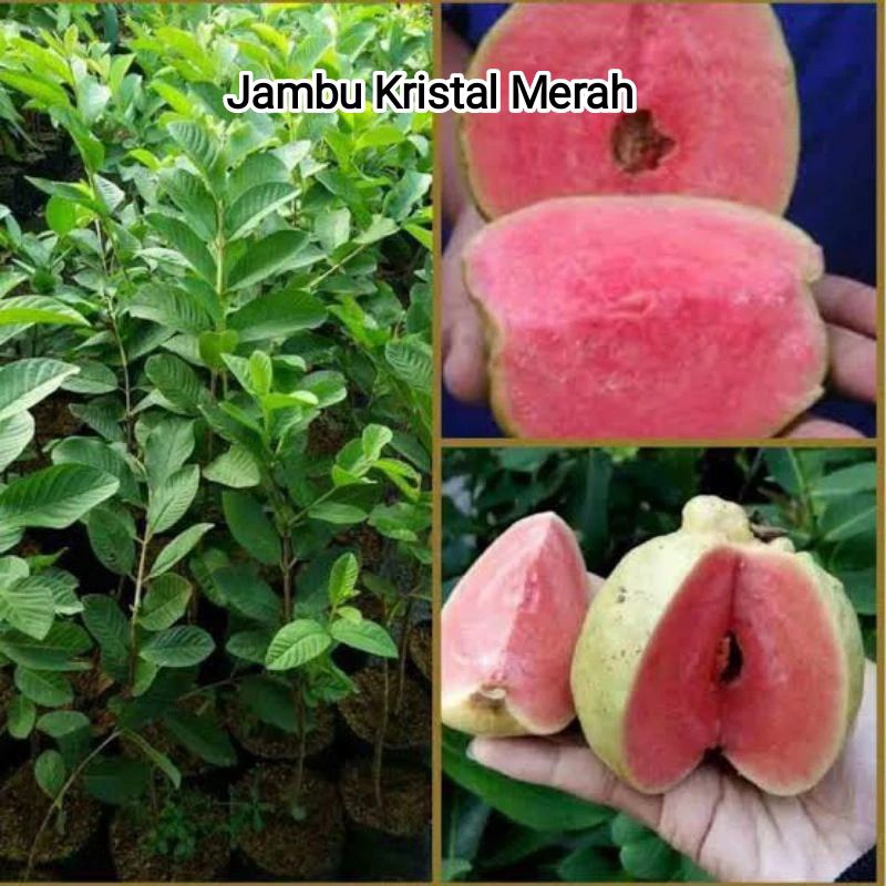 

Jambu Kristal Merah