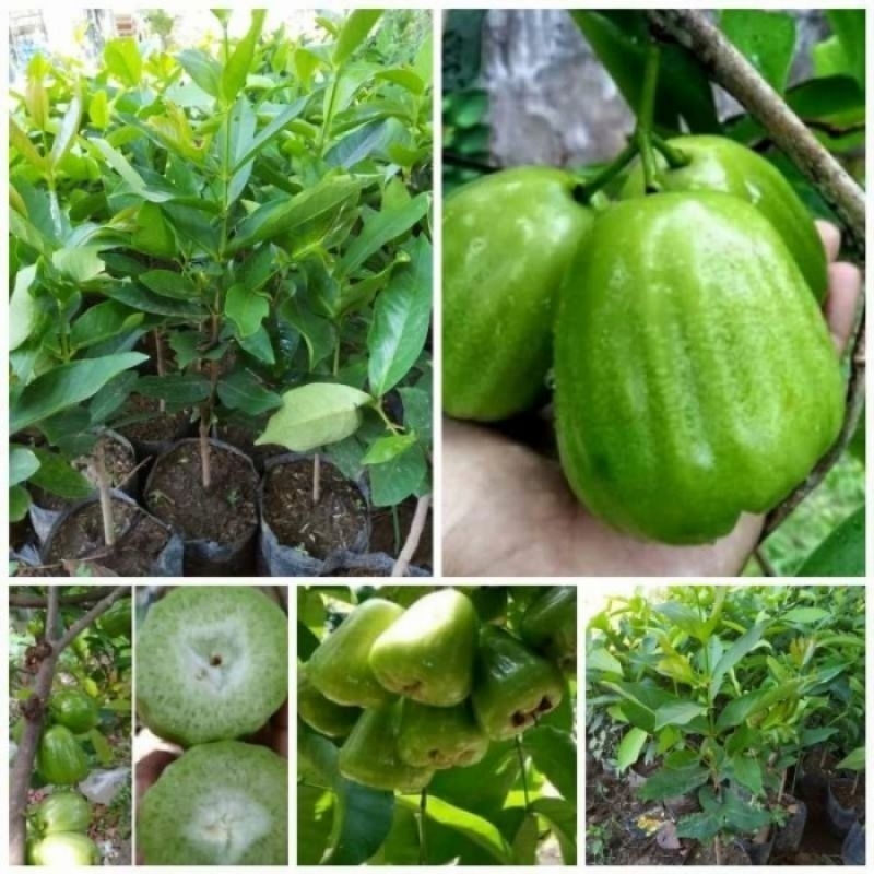 Bibit jambu air kiojok