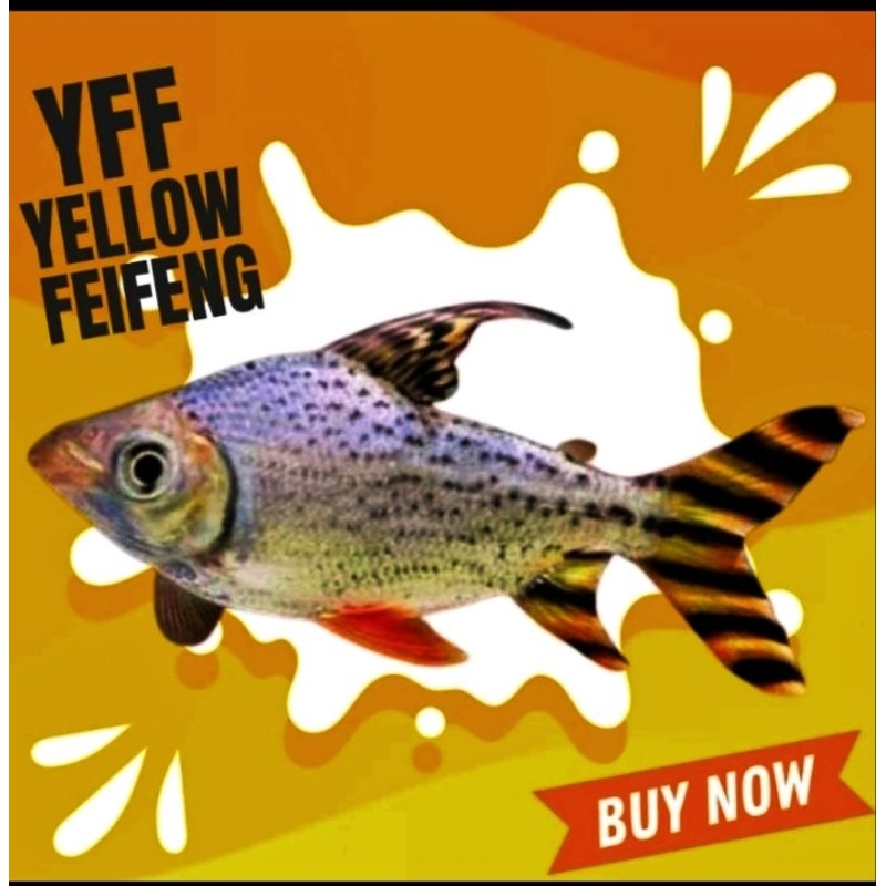 ikan Yff