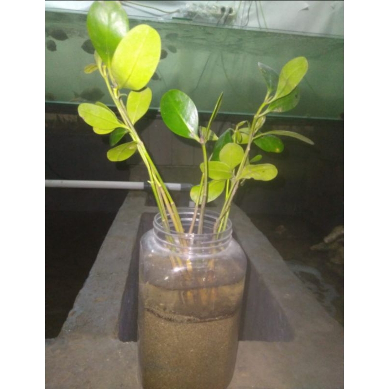 bibit bakau mangrove (tanaman bakau)