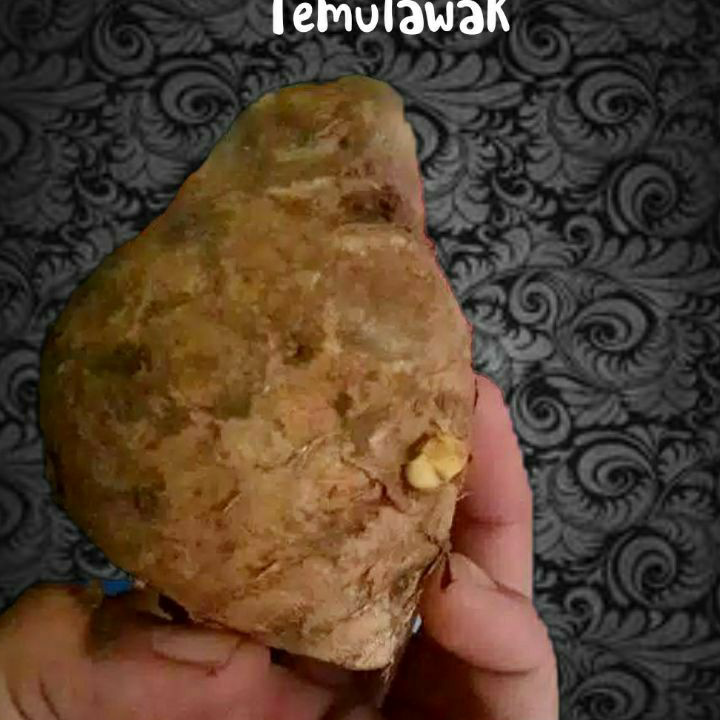 

Promo Temulawak 1kg Temulawak Segar Curcuma