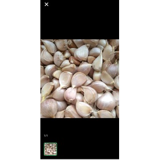 

Terbatas bawang putih kating 500 gr