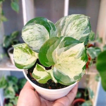 Epipremnum Manjula / Sirih Manjula