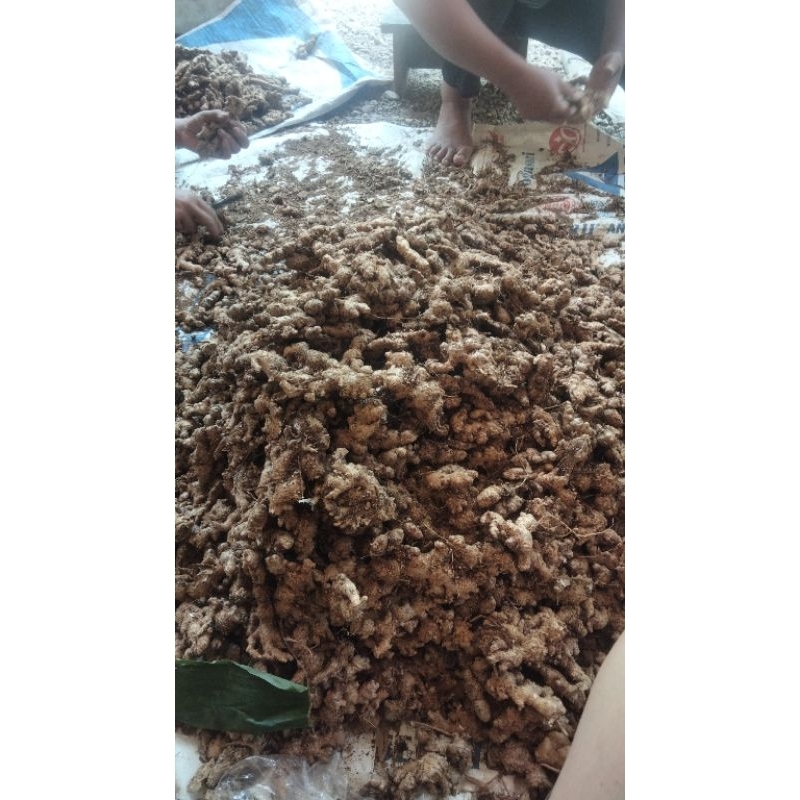 

jahe super full rimpang 1kg