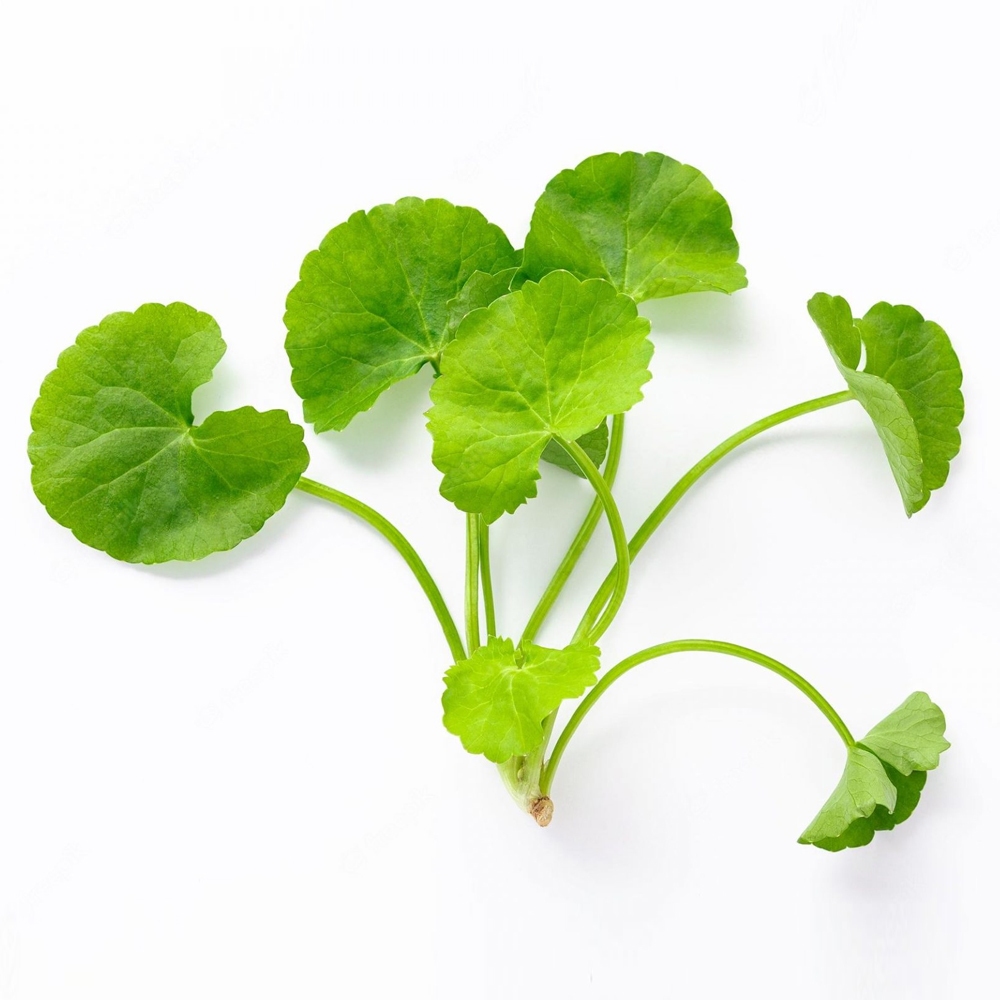 

DAUN PEGAGAN / DAUN SENDUDUK / DAUN KAKI KUDA Segar Alami 1 Pack/ikat