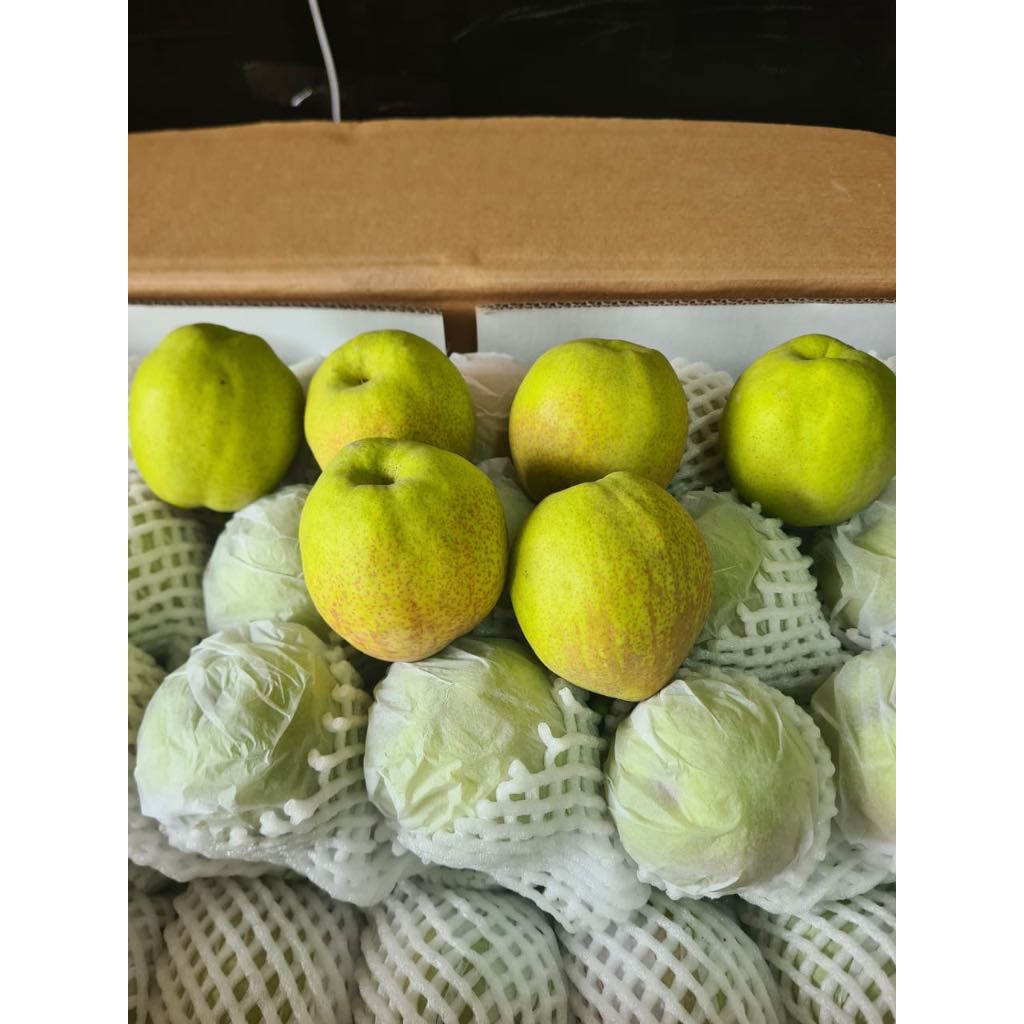 

Buah Pear Pir Xiang lie Xianglie Fresh Import