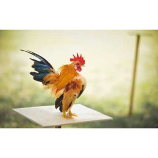 TELUR FERTIL AYAM HIAS SERAMA UNTUK DI TETASAKAN