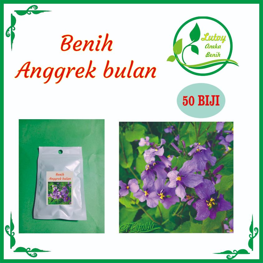 BENIH ANGGREK BULAN 50 BIJI