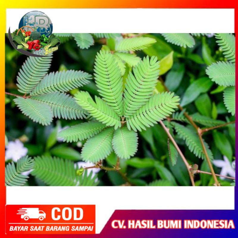 

Daun putri malu segar 100gram di petik dadakan