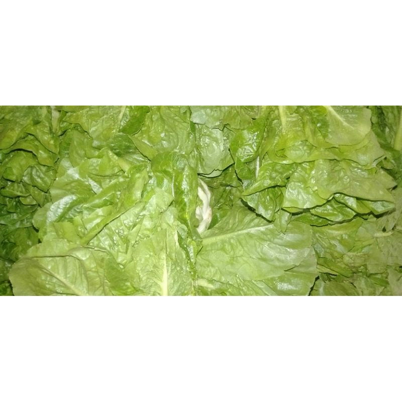 

SELADA ROMAN / ROMAINE