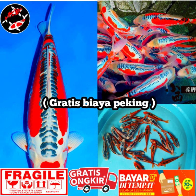 Hana Shusui koi top grade (6-8)