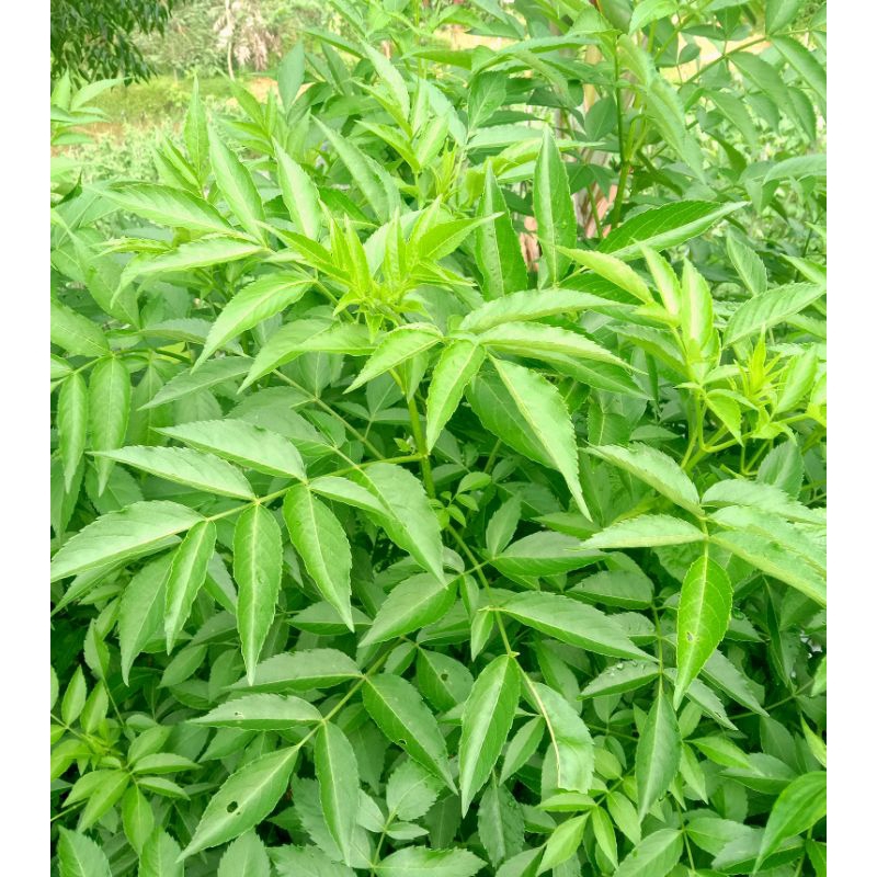 

Daun Sambucus Javanica/Daun Sengitan 250gram