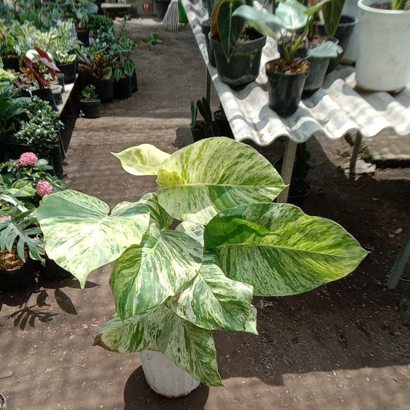 sirih marbel besar dan manjula besar