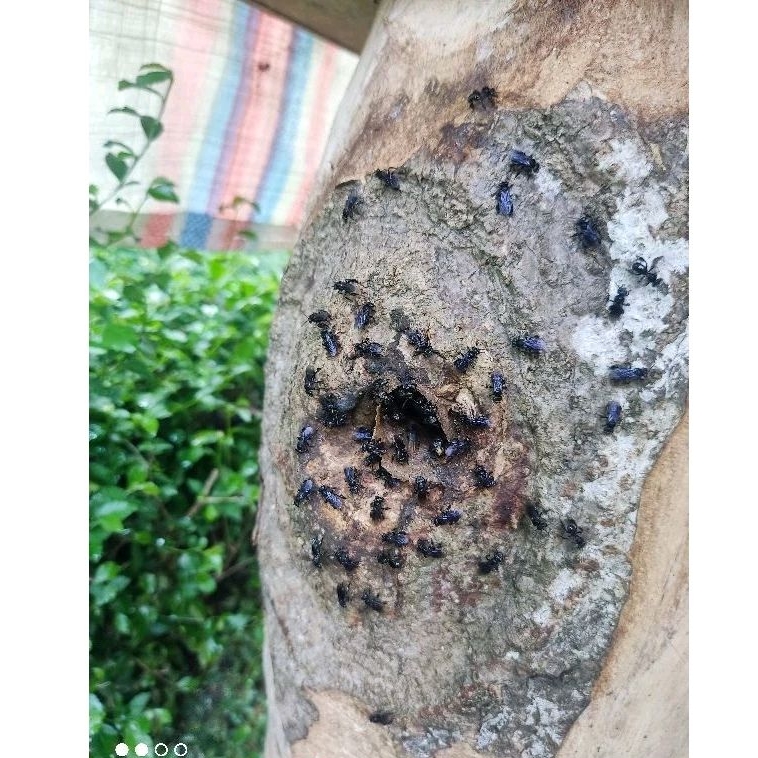 trigona/klanceng/klulut/kele-kele itama jawa asli log ori toping