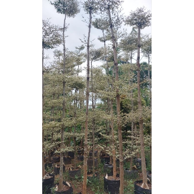 pohon ketapang kencana variegata tinggi 5 meter - pohon perindang taman