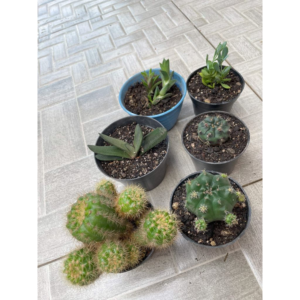 PAKET SUKULEN DAN KAKTUS BESAR ANEKA JENIS PILIHAN TERMURAH TERBAIK  KAKTUS BESAR ECHINOPSIS DAMSI H